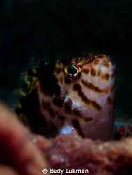 Hawkfish by Budy Lukman 